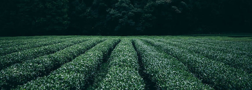 Turpis at eleifend leo mi elit Aenean porta ac sed faucibus